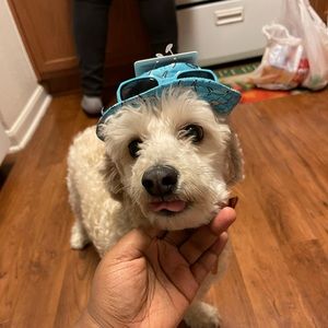 Meet your Posher, Asia